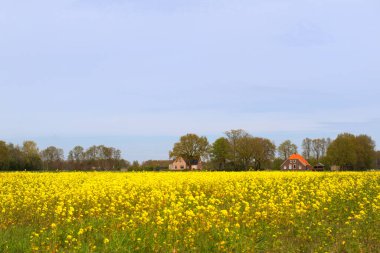 Kolza tohumu ve peruk evleriyle Hollanda manzarası