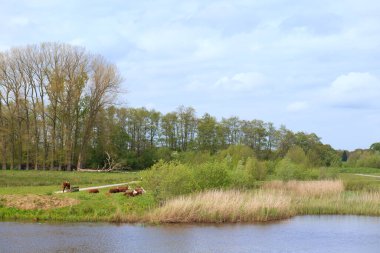 Hollanda 'da Overijsselse Vecht nehrinin kıyısında su topladı.