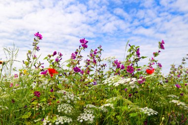 Tarım sınırında yabani çiçekler