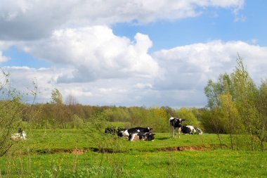 Cows in Dutch landscape with typical cloudy sky clipart