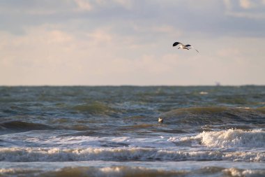 Martı dalgalı kuzey denizinin üzerinde uçuyor.