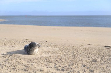 Sahilde tek bir mühür var.