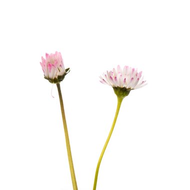 Beyaz arka planda izole edilmiş iki papatya