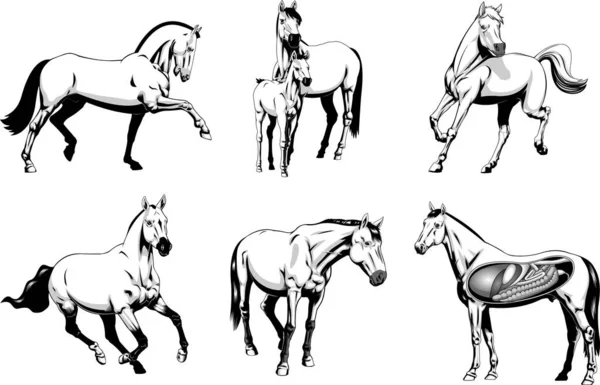 Cartoon Paarden Verschillende Houdingen Grijze Kleuren Raster Hand Getrokken Collectie — Stockvector
