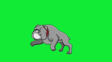 Kızgın Bulldog Çizgi Filmi Karakteri Saldırgan Koşu. Yeşil Ekran Arkaplanlı 4K Canlandırma Video Hareketi Grafikleri