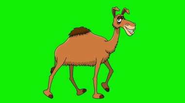 Komik Deve Çizgi Filmi Yürüyüşü. Yeşil Ekran Arkaplanlı 4K Canlandırma Video Hareketi Grafikleri