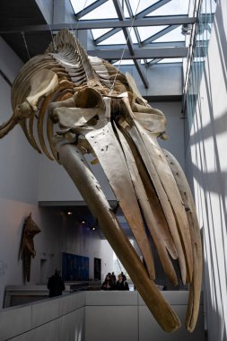 LYON, FRANCE, 10 Nisan 2022: Musee des Confluences. Musee des Confluences, Rhone ve Saone nehirlerinin kesişiminde yer alır..