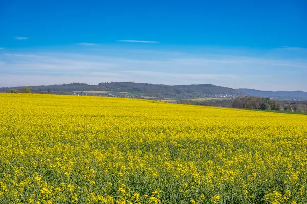 stock image Landscape with yellow rapeseed field