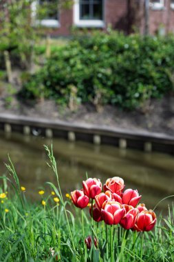 Hollanda 'da bir kanalda kırmızı ve beyaz lalelerin açtığı resim gibi bir manzara..