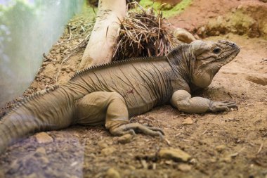 Gergedan Iguana camın ardında dinleniyor.