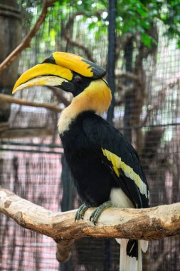 Çarpıcı tüylerini doğal bir muhafazada gösteren muhteşem boynuz gagası..