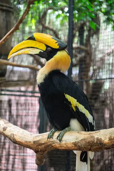 Çarpıcı tüylerini doğal bir muhafazada gösteren muhteşem boynuz gagası..