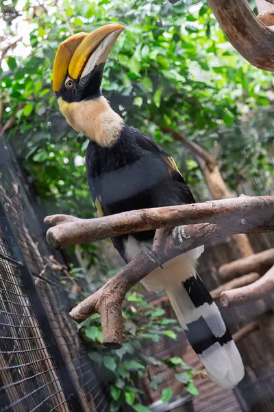 Çarpıcı tüylerini doğal bir muhafazada gösteren muhteşem boynuz gagası..