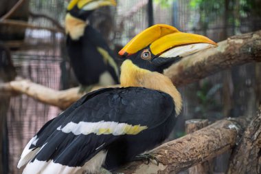 Çarpıcı tüylerini doğal bir muhafazada gösteren muhteşem boynuz gagası..