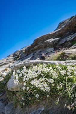 Alp çiçekleri mavi gökyüzüne karşı kayalar üzerinde