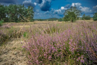 Çiçek açan mor kenevir (Calluna vulgaris) Hollanda 'daki Ulusal Park Veluwezoom' un kumlu manzarasını dinamik bir gökyüzü altında kaplar..