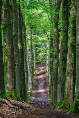 Ulusal Park Veluwezoom 'da canlı yeşil yaprakları ve yosunlu gövdeleri olan görkemli Avrupa kayın ağaçlarından oluşan bir tünelden geçen sakin bir orman yolu..