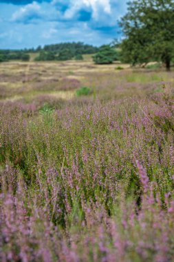 Hollanda 'nın başkenti Veluwezoom' da, dinamik bir gökyüzü altında çiçek açan geniş bir mor funda (Calluna vulgaris) tarlası..