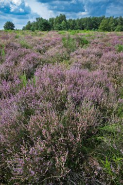 Geniş mor funda çiçekleri Hollanda 'daki Ulusal Park Veluwezoom manzarasını dağınık bulutlarla dinamik bir gökyüzünün altında örtüyor..
