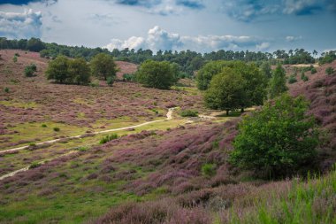 Veluwezoom Ulusal Parkı, Hollanda