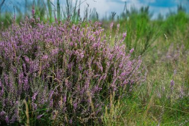 Hollanda 'nın başkenti Veluwezoom' da güneşli bir yaz gününde bol miktarda çiçek açan canlı mor funda (Calluna vulgaris)..