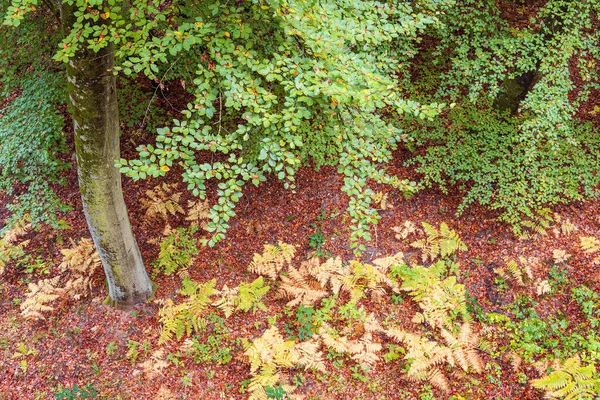 Деревья Осенью Острове Руген Германия — стоковое фото