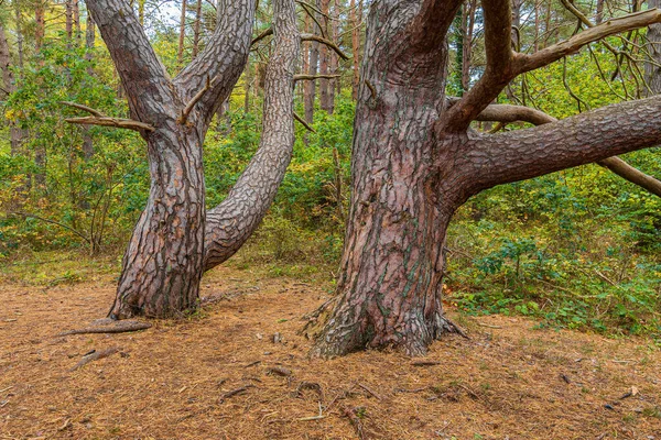 Bomen Herfst Het Eiland Ruegen Duitsland — Stockfoto
