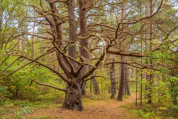 Bomen Herfst Het Eiland Ruegen Duitsland — Stockfoto