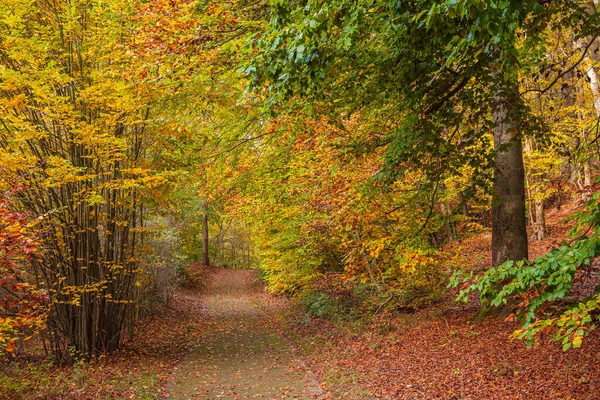 Landscape Autumn Feldberger Seenlandschaft Germany — Stock Photo, Image