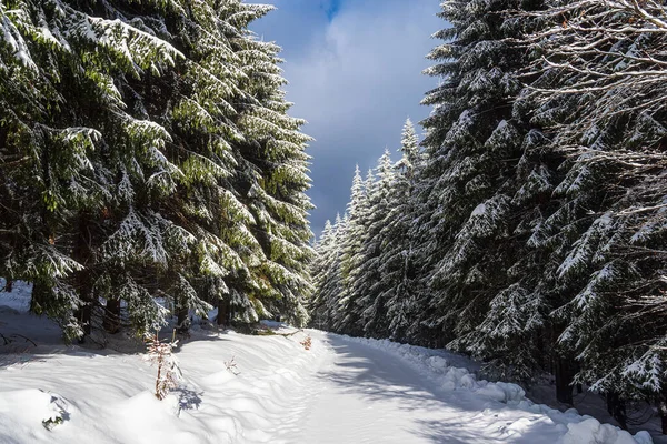 Paisagem Tempo Inverno Floresta Turíngia Perto Schmiedefeld Rennsteig Alemanha — Fotografia de Stock