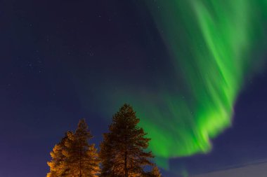 Kuusamo, Finlandiya 'da kışın ağaçların üzerinde Aurora.