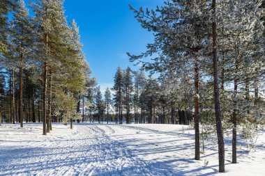 Kışın Finlandiya, Kuusamo 'da kar manzarası.