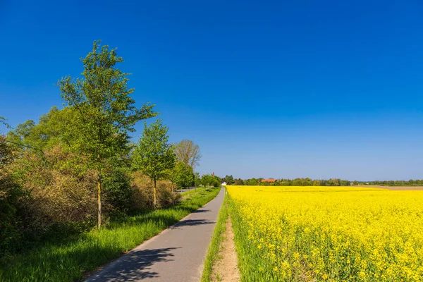 Rapeseed Field Bloom Bicycle Path Trees Parkentin Rostock Germany — Stock Photo, Image