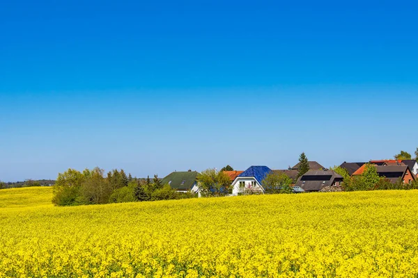 Rapeseed Field Bloom Houses Trees Sildemow Rostock Germany — Stock Photo, Image