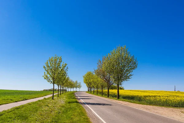 Road Trees Rapeseed Field Sildemow Rostock Germany — Stock Photo, Image