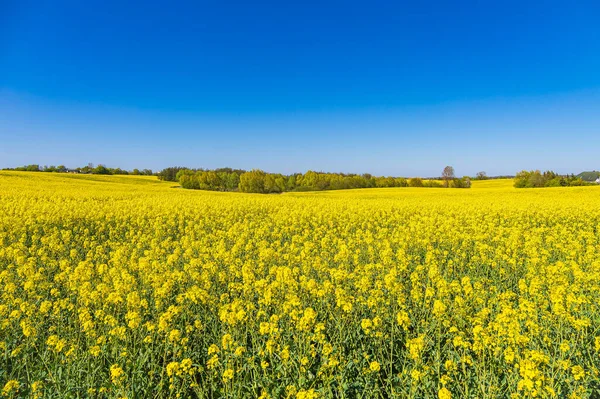 Rapeseed Field Bloom Trees Sildemow Rostock Germany — Stock Photo, Image