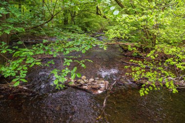 Nebel nehrinin kırılma vadisi Kuchelmiss ve Serrahn yakınlarında, Almanya.