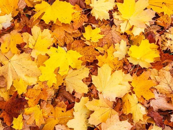 Осенние Цветные Листья Районе Feldberger Seenlandschaft Германия Лицензионные Стоковые Изображения