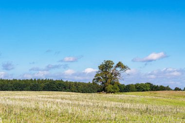 Almanya 'nın Schaalsee gölündeki Kampenwerder adasında ağaçlı bir tarla..