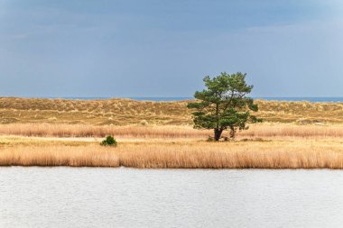 Prerow, Almanya yakınlarındaki Baltık Denizi kıyısındaki sazlıklarda bulunan ağaç.     