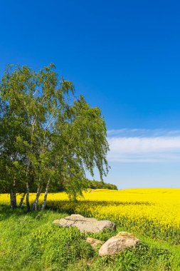 Canola field with trees and blue sky near Parkentin, Germany. clipart