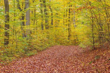 Autumn trees in the Plauer Stadtwald nature reserve in the town of Plau am See, Germany. clipart