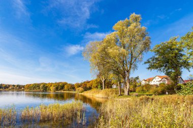 Plauer Gölü 'ndeki ağaçlar. Almanya' nın Plau am kasabasına bakın..