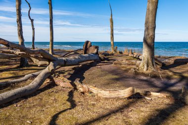 Nienhagen, Almanya'da Baltık Denizi kıyısında kıyı orman.