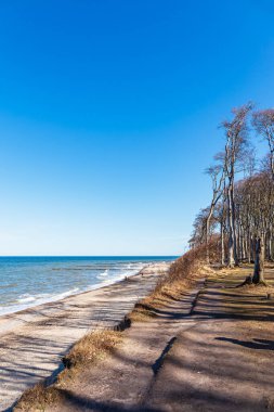 Nienhagen, Almanya'da Baltık Denizi kıyısında kıyı orman.