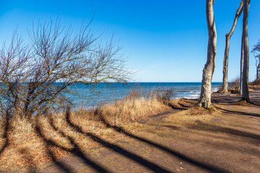 Nienhagen, Almanya'da Baltık Denizi kıyısında kıyı orman.