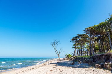 Almanya 'nın Fischland-Darss yarımadasında batı sahilindeki sahil ormanı..
