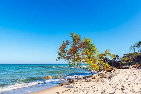 Almanya 'nın Fischland-Darss yarımadasındaki Weststrand sahilindeki devrilmiş ağaç..