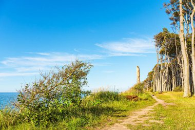 Almanya 'da Nienhagen yakınlarında Baltık Denizi kıyısında bir kıyı ormanı..