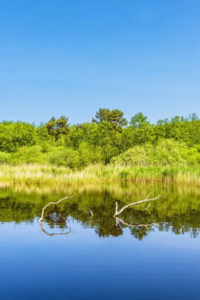 Prerow 'daki Prerowstrom körfezi Fischland-Darss yarımadasında, Almanya.